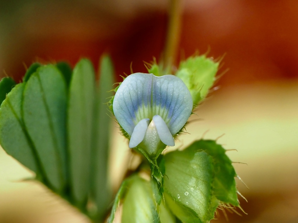 Smithia ciliata (Smithia ciliata)