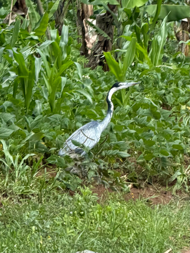 Black-headed Heron