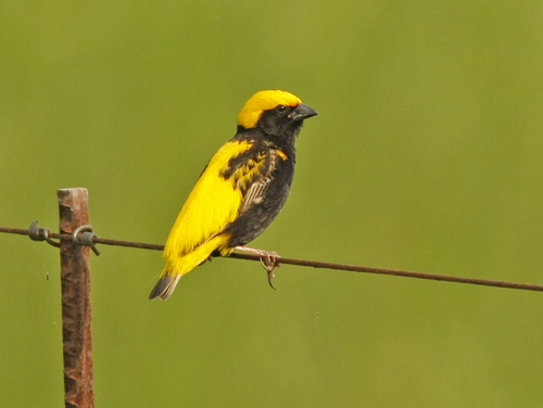Yellow-crowned Bishop