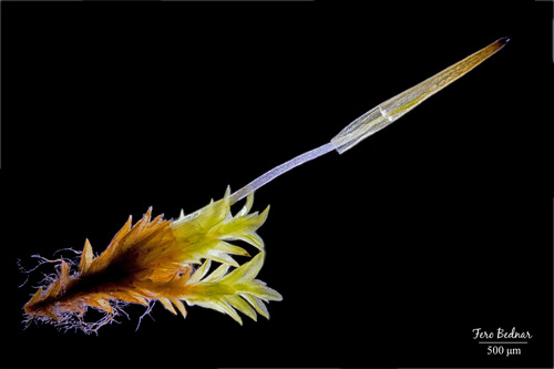 Streblotrichum convolutum
