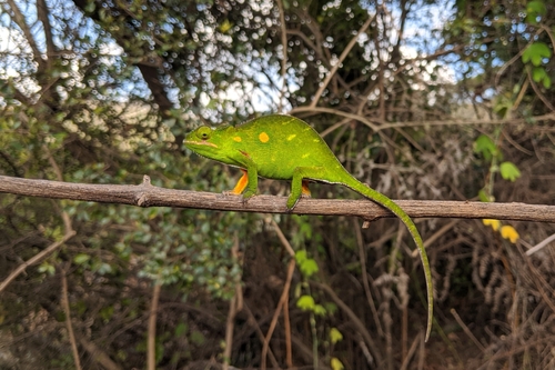 Lesser Chameleon
