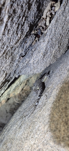 Peraiba Gecko