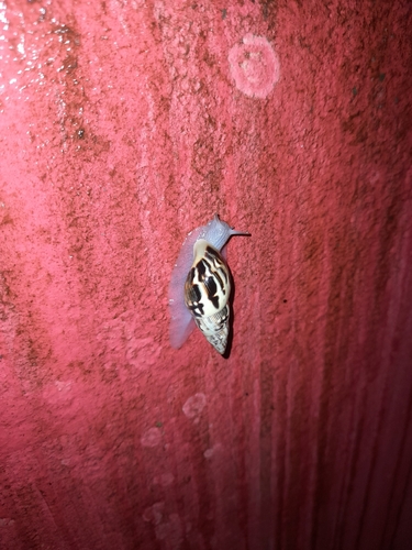 Drymaeus papyraceus