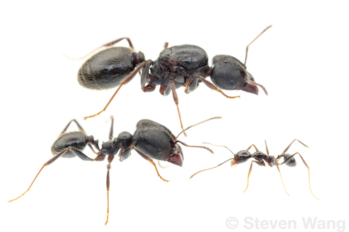 Pheidole hirsuta