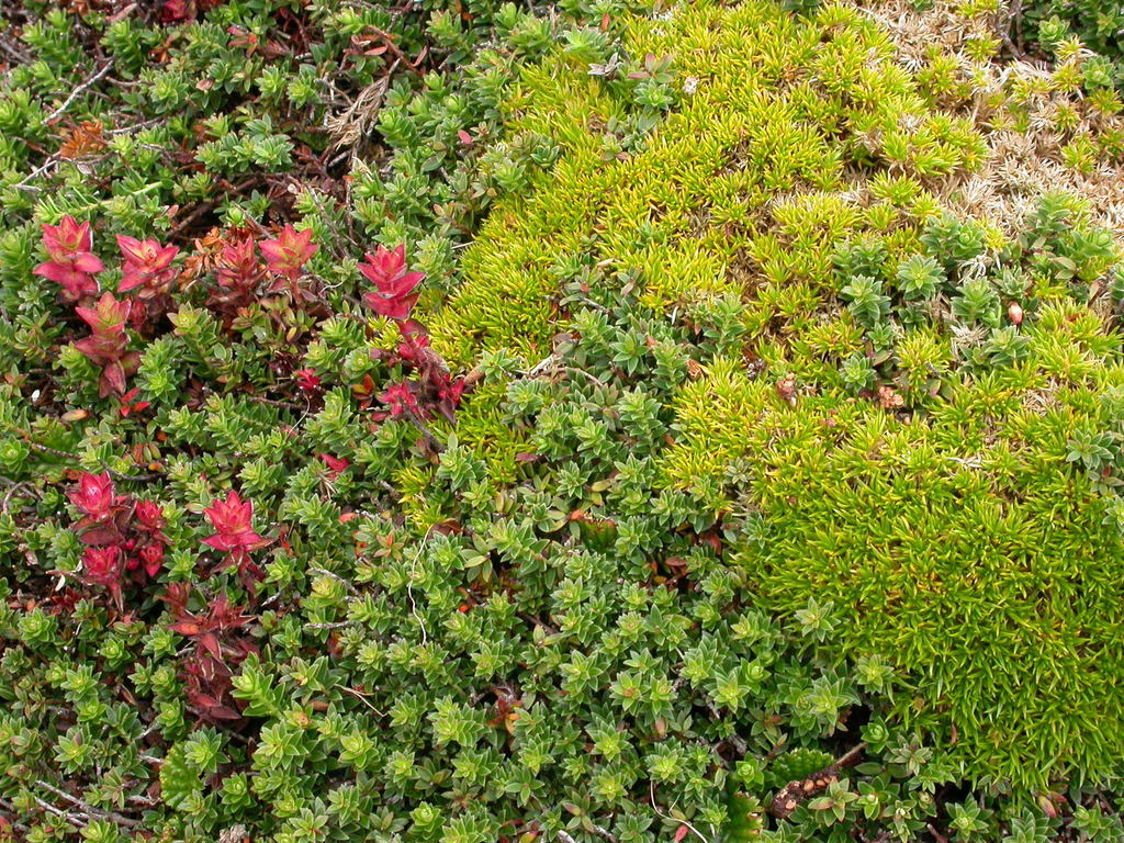 Rand Rudland flowering plants from South Georgia Islands on February 4, 2003 at 09: ...