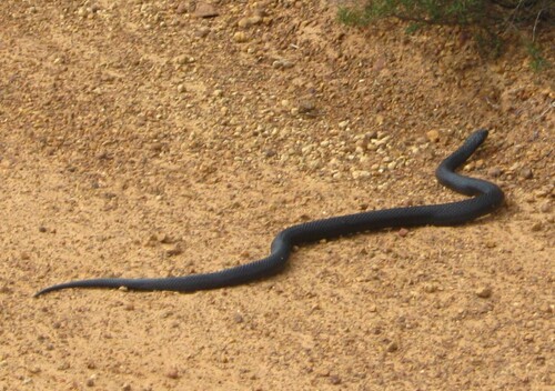 Red-bellied Black Snake sighting