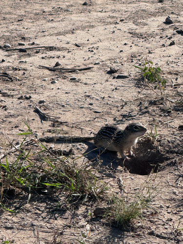 Rio Grande Ground Squirrel observed by aprilannwp