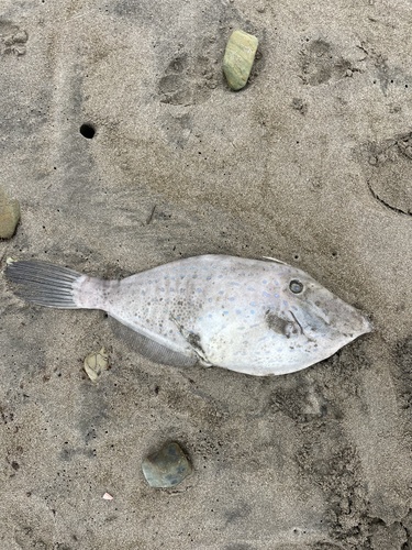 Aluterus scriptus