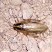 Blattellidae - Photo (c) Jay Keller, all rights reserved, uploaded by Jay Keller