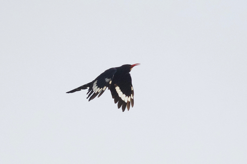 Green Woodhoopoe