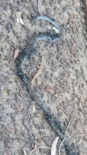 Common Tree Snake sighting