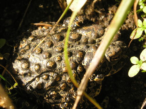 iNaturalist observation photo of Yosemite Toad