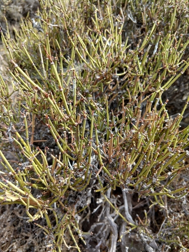Escoba dura