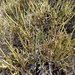 Ephedra multiflora - Photo (c) maggie pizarro marin, todos los derechos reservados, subido por maggie pizarro marin