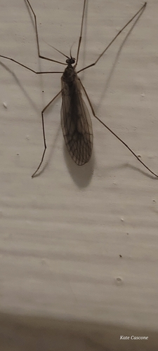 Unknown species found near Queens County, US-NY, US