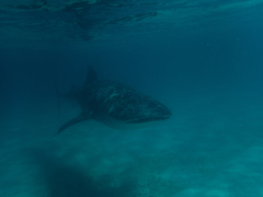 Whale shark