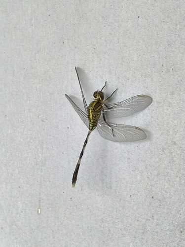 Slender Skimmer