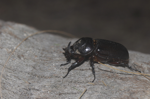 Coconut Rhinoceros Beetle