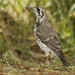 Southern Groundscraper Thrush - Photo (c) David Beadle, all rights reserved, uploaded by David Beadle