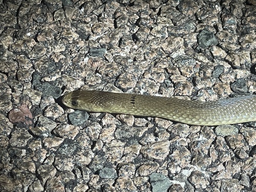 Northern Brown Snake sighting