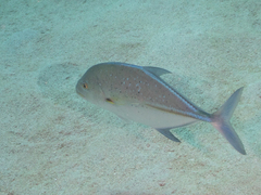 Bluefin trevally