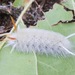 Sycamore Tussock Moth - Photo (c) Michael King, all rights reserved, uploaded by Michael King
