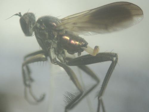 Scellus spinimanus