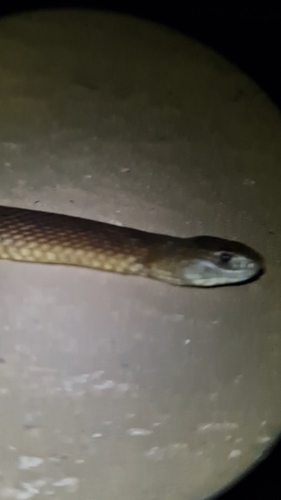 Mulga Snake sighting