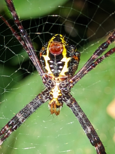 Garden cross spider