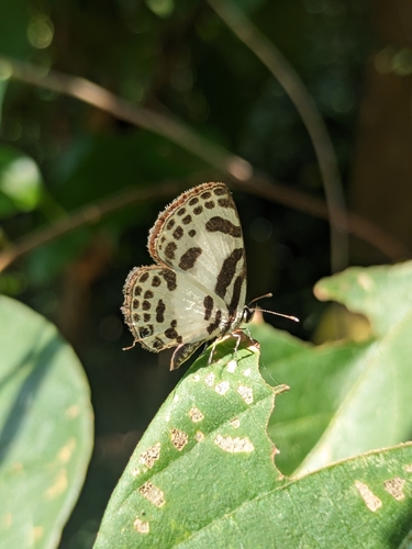 Banded Blue Pierrot