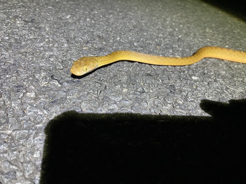 Brown Tree Snake sighting
