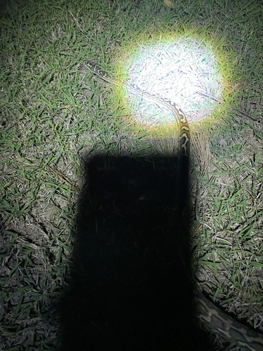 Coastal Carpet Python sighting