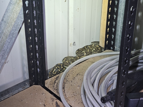 Coastal Carpet Python sighting