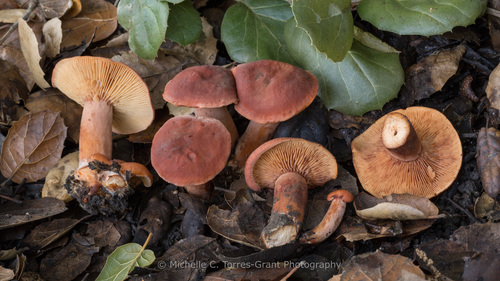 Southern Candy Cap