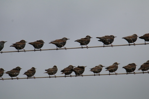 European Starling