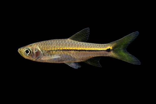 Rasbora paviana Tirant, 1885