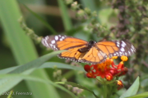 Monarch
