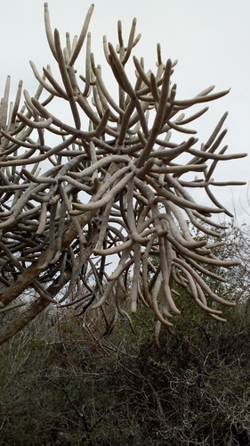 Euphorbia cedrorum