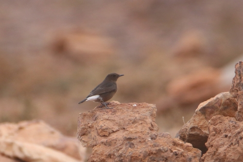 Black Wheatear