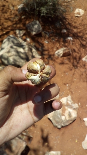 Jatropha mahafalensis