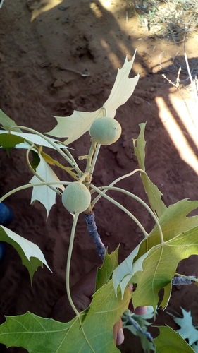 Givotia madagascariensis