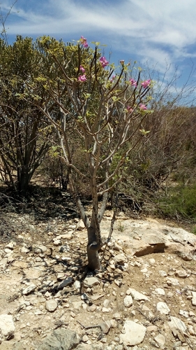 Uncarina stellulifera
