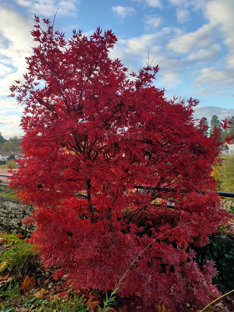 Acer palmatum