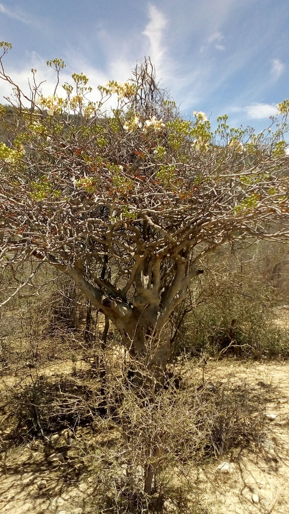 Delonix pumila in November 2019 by Liantsoa Rakotoarimino. shrub to ...