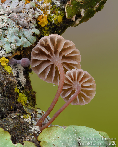 Bark Mycena