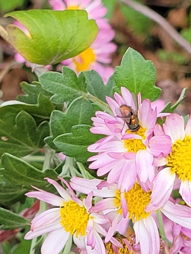 Unknown species found near St Mary's Hall, Washington, DC 20007, USA