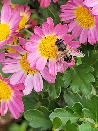 Unknown species found near St Mary's Hall, Washington, DC 20007, USA