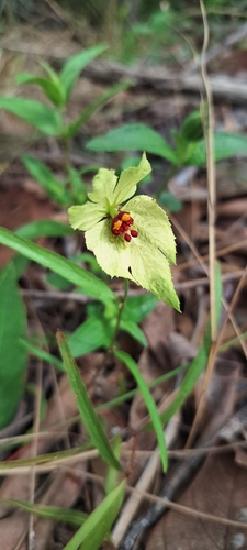 Dalechampia linearis