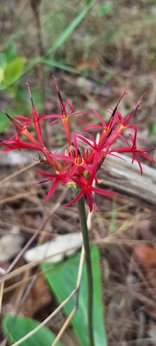Chresta curumbensis