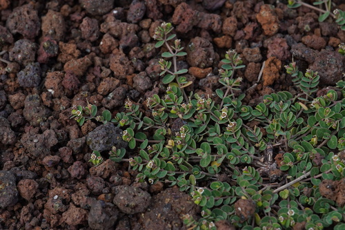 Euphorbia viridula